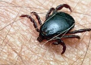 Tick-borne encephalitis