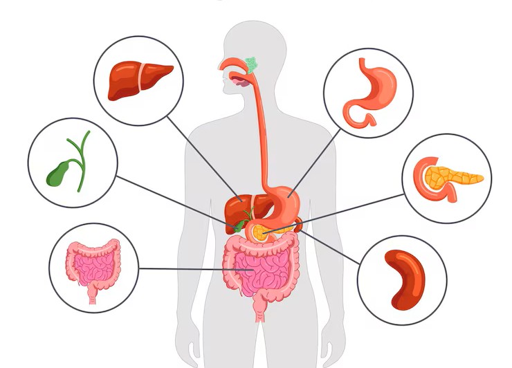 ПРОФИЛАКТИКА ЗАБОЛЕВАНИЙ ЖКТ: ПРОСТЫЕ ПРИВЫЧКИ, КОТОРЫЕ РАБОТАЮТ.