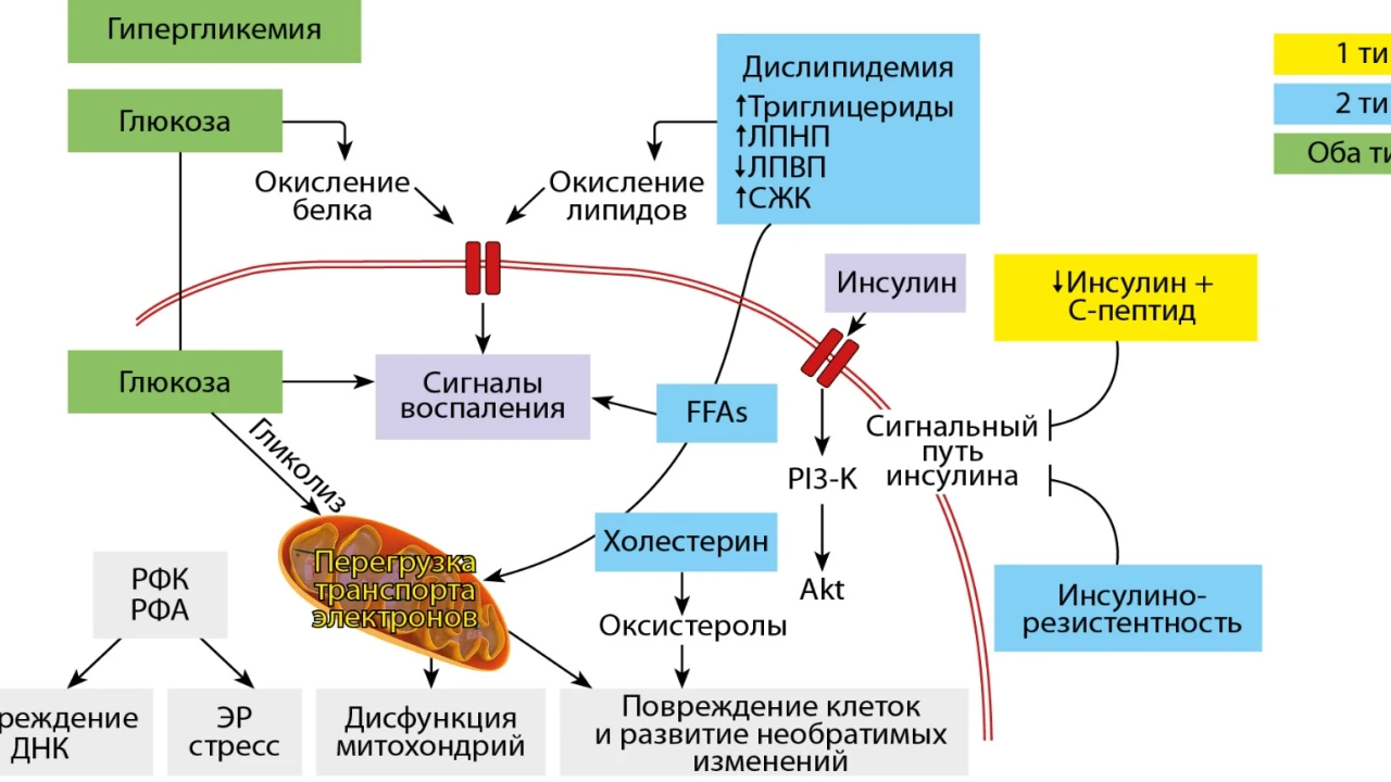 Исследование ассоциаций некоторых генотипов с кардиоваскулярной формой диабетической нейропатии в казахской популяции 