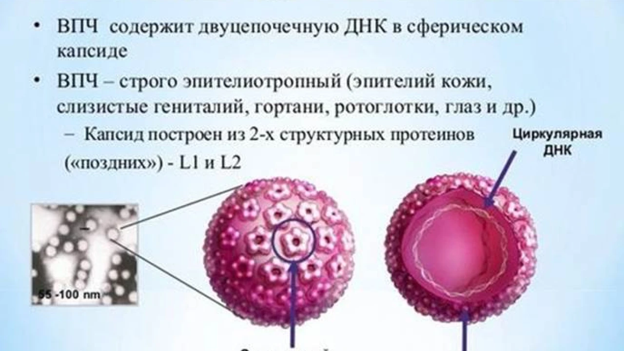 The development of innovative technologies increasing diagnosis and treatment efficiency of the cervix background and precancerous diseases associated with HPV 