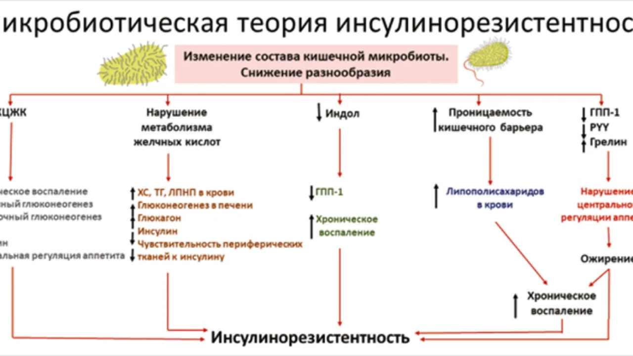 Исследование видовой структуры кишечной микробиоты при инсулинорезистентности в казахской популяции 